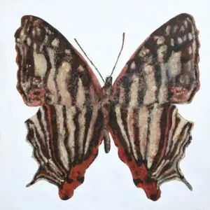 butterflies-5