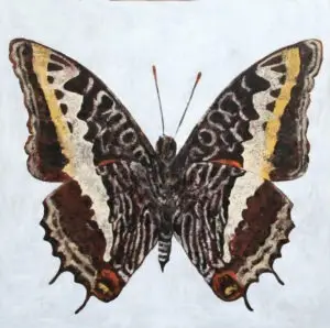 butterflies-6